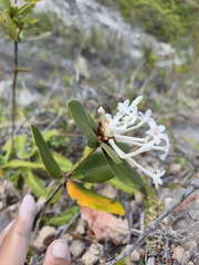 Rhododendron radians, photograph Ben Costamagna, CC BY, iNaturalist via GBIF