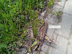 Equisetum palustre