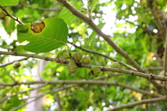 Ficus septica
