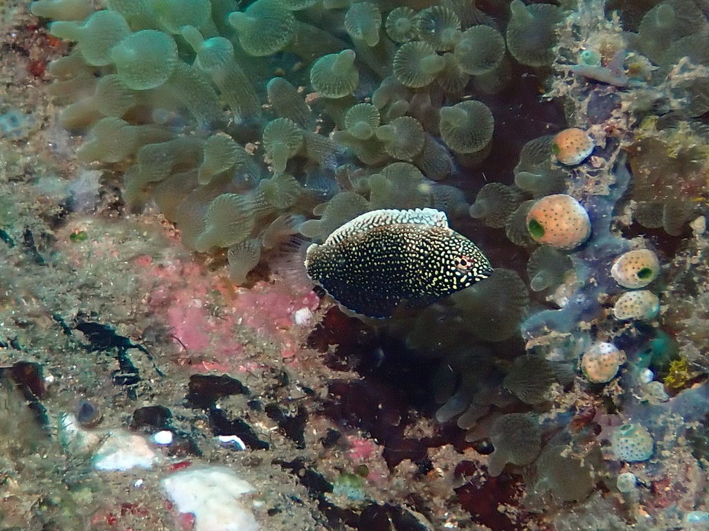 Black Leopard-wrasse