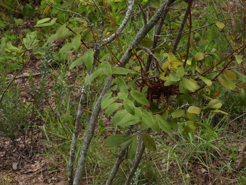 Asimina obovata, photograph 4
