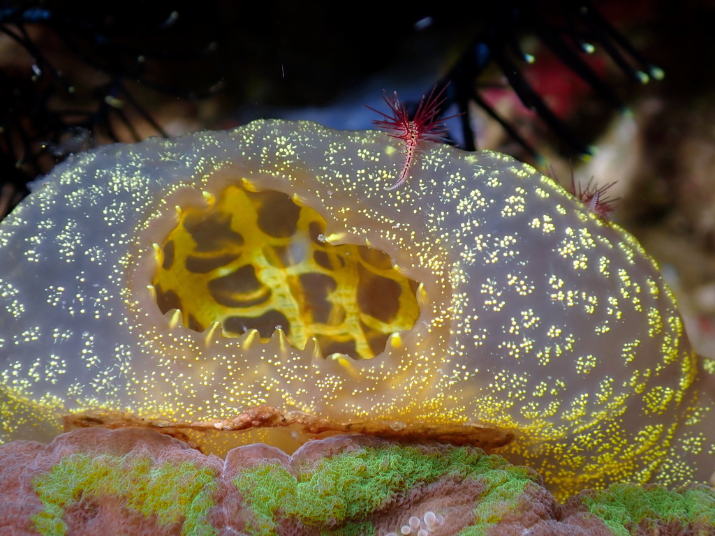 Ascidia ornata
