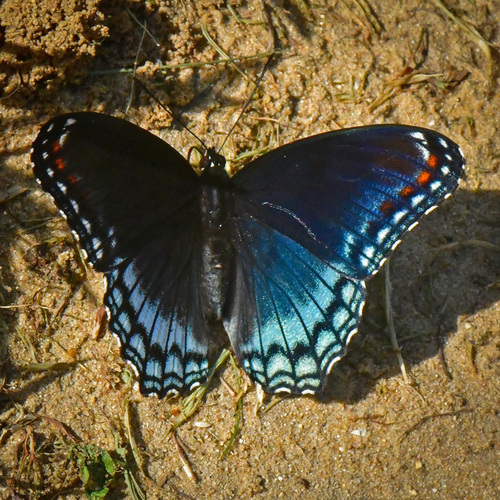 Red-spotted Purple