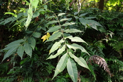 Tetradium glabrifolium