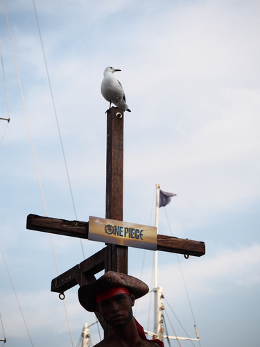 iNaturalist image