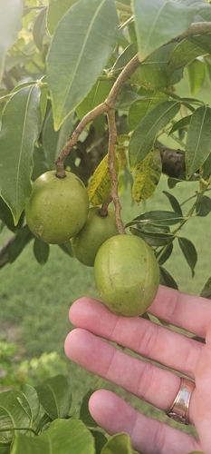 Spondias dulcis observed 2026-08-27