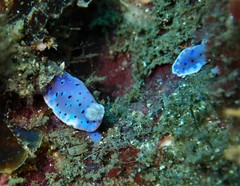 Goniobranchus thompsoni