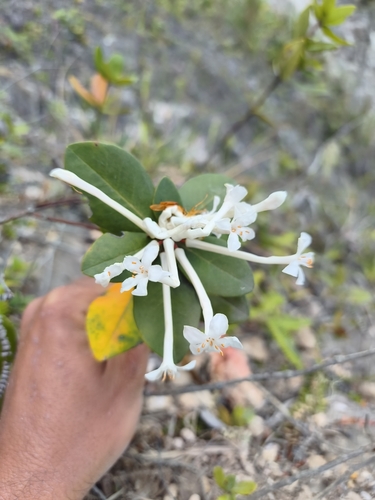 Rhododendron radians, photograph 3