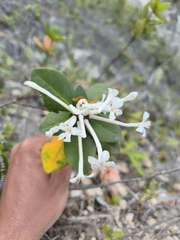 Rhododendron radians, photograph Ben Costamagna, CC BY, iNaturalist via GBIF