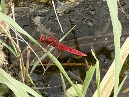 Broad Scarlet