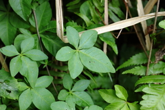 Ipomoea cairica