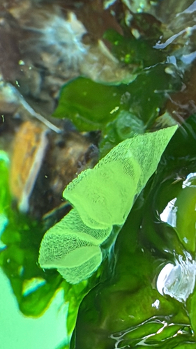 Hooded Nudibranch