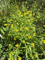 Ranunculus auricomus