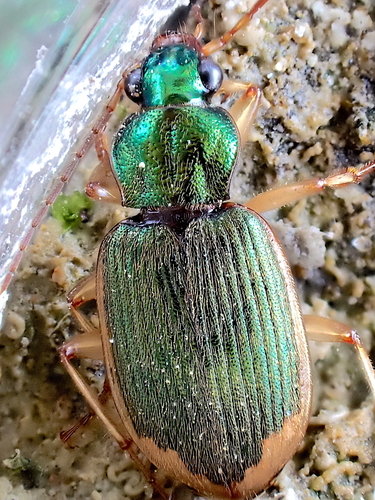 Chlaenius vestitus observed 2026-08-27