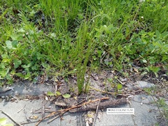 Equisetum palustre