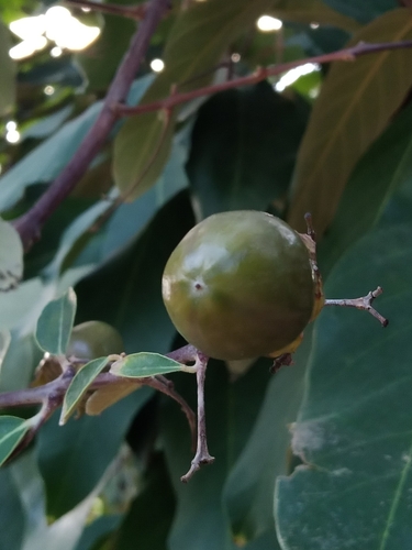 Lagerstroemia loudonii observed 2026-07-26