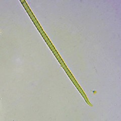 Phormidium autumnale