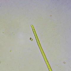 Phormidium autumnale