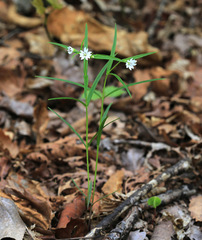 Pseudostellaria sylvatica