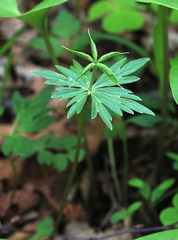 Eranthis stellata
