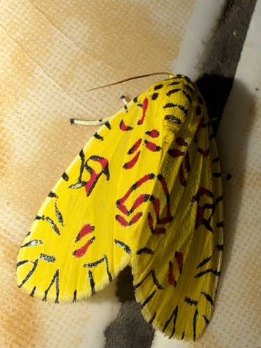 Mazuca dulcis