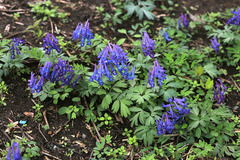 Corydalis turtschaninovii