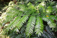 Angiopteris lygodiifolia