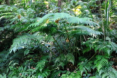 Angiopteris lygodiifolia