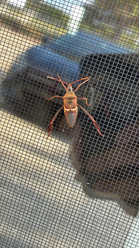 Western Leaf-footed Bug