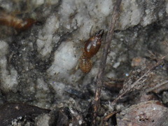 Macrotermes annandalei
