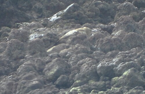 Whistling Kite
