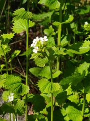 Alliaria petiolata