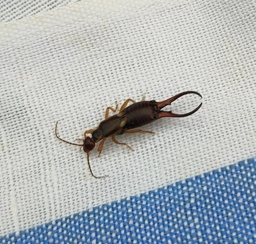 European Earwig