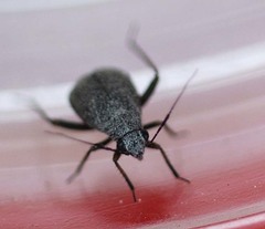 Orthocephalus funestus