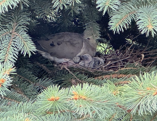 Mourning Dove