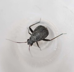 Orthocephalus funestus