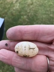 Antrostomus vociferus