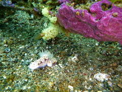Chalinula nematifera