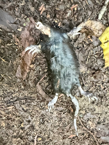 Star-nosed Mole observed by bdunning