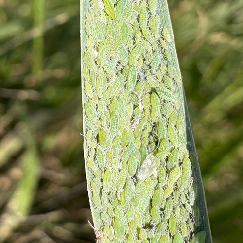 Mealy Plum Aphid