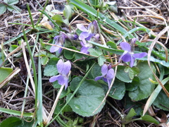 Viola odorata