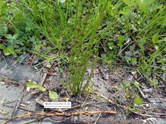 Equisetum palustre