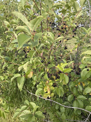 chokecherry