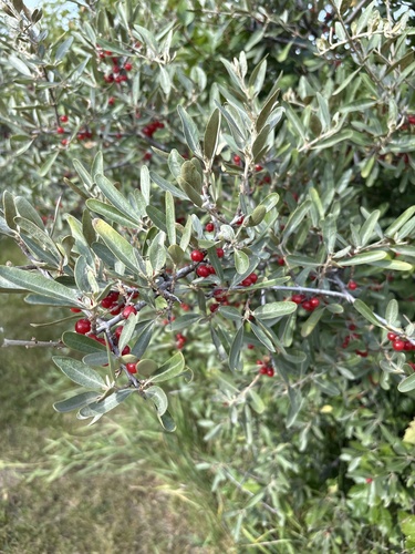 silver buffaloberry