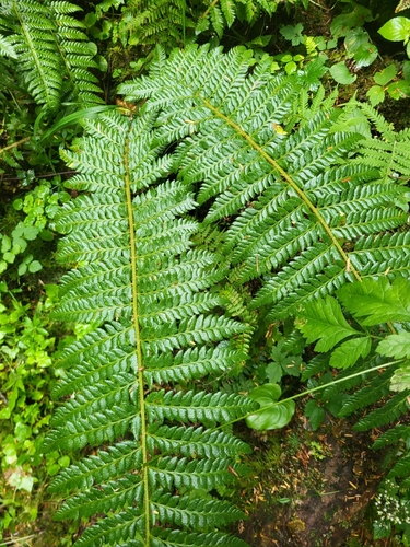 Polystichum setigerum