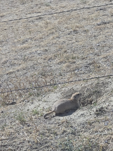 Wyoming Ground Squirrel observed by jcochran1817