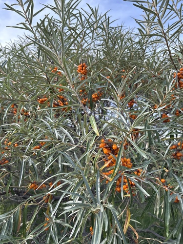 Sea-buckthorn