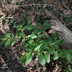 Rauvolfia tetraphylla, photograph (c) Infanzon Yuseimi, some rights reserved (CC BY)