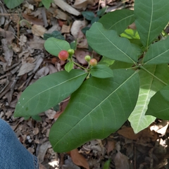 Rauvolfia tetraphylla, photograph (c) Infanzon Yuseimi, some rights reserved (CC BY)