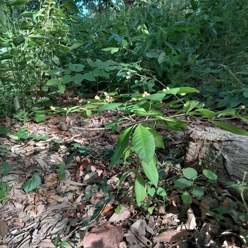 Rauvolfia tetraphylla, photograph 6